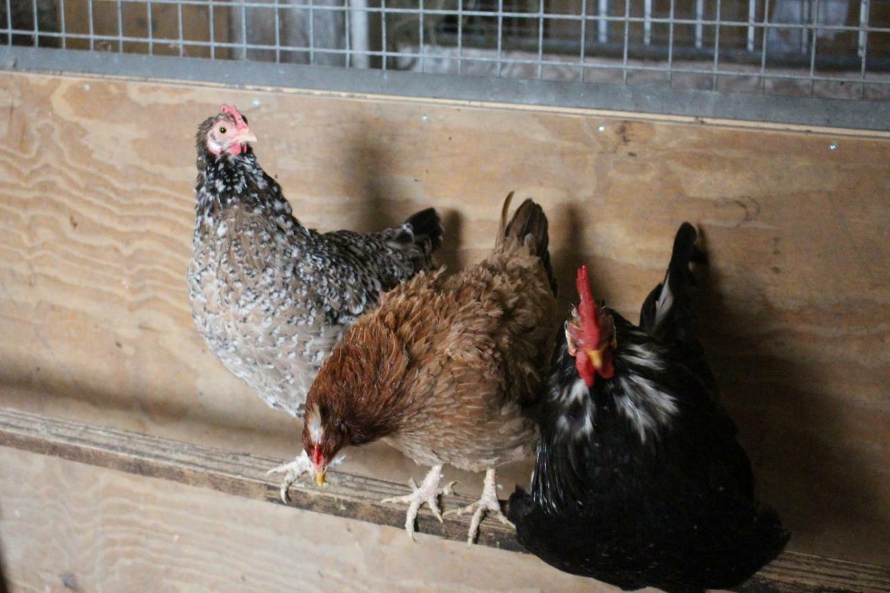 Ferienwohnung Am Bauernhof Zechner Heidi Flattach Exteriör bild
